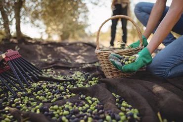 Raccolta olive
